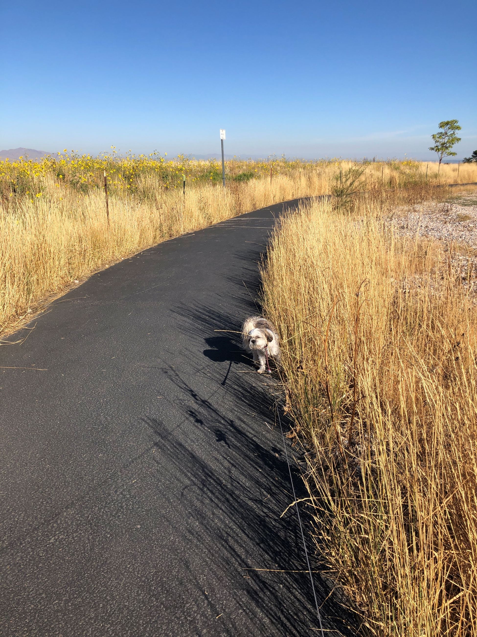 Tunnel Springs Path west