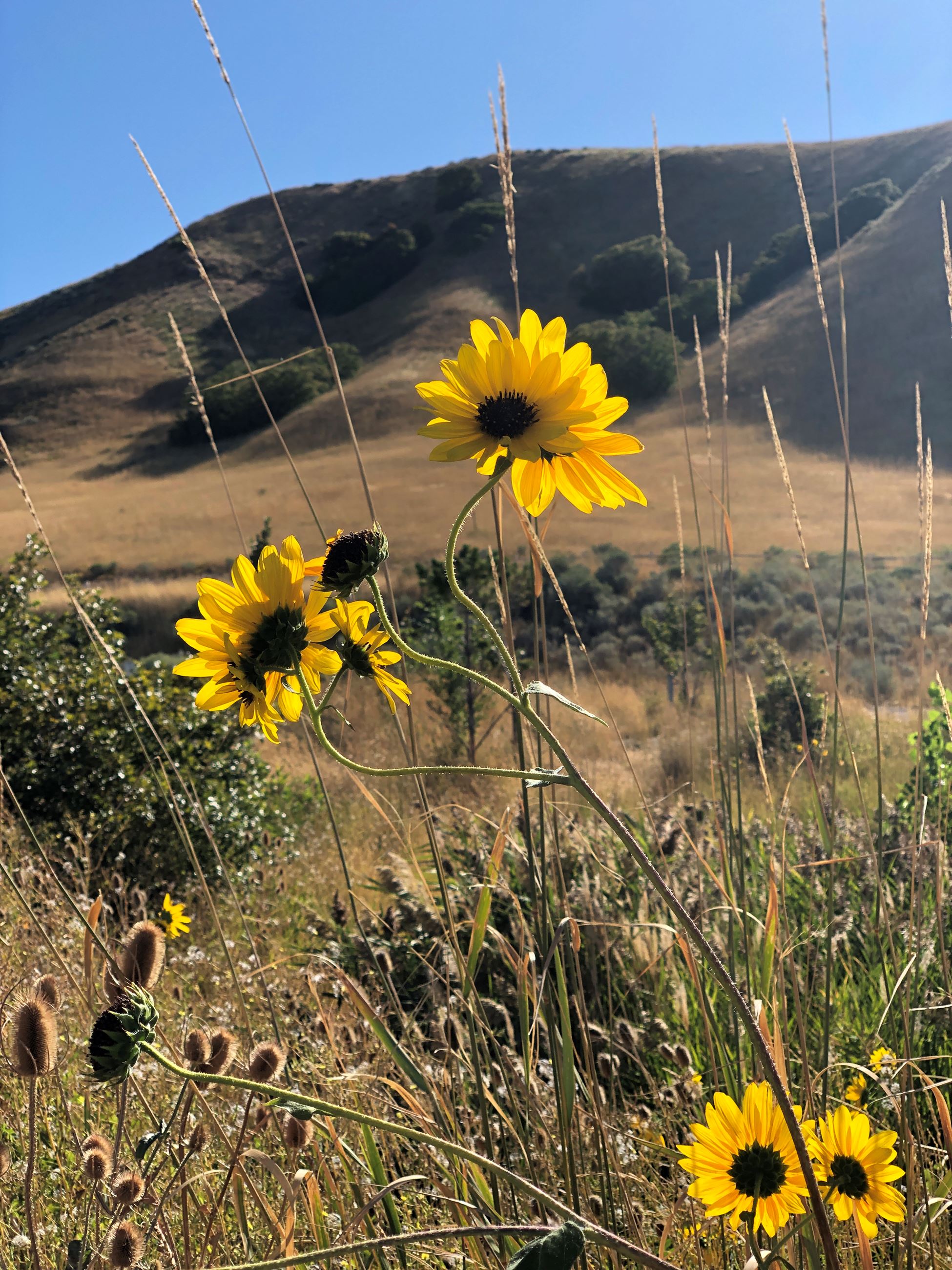 Tunnel Springs sunflowers