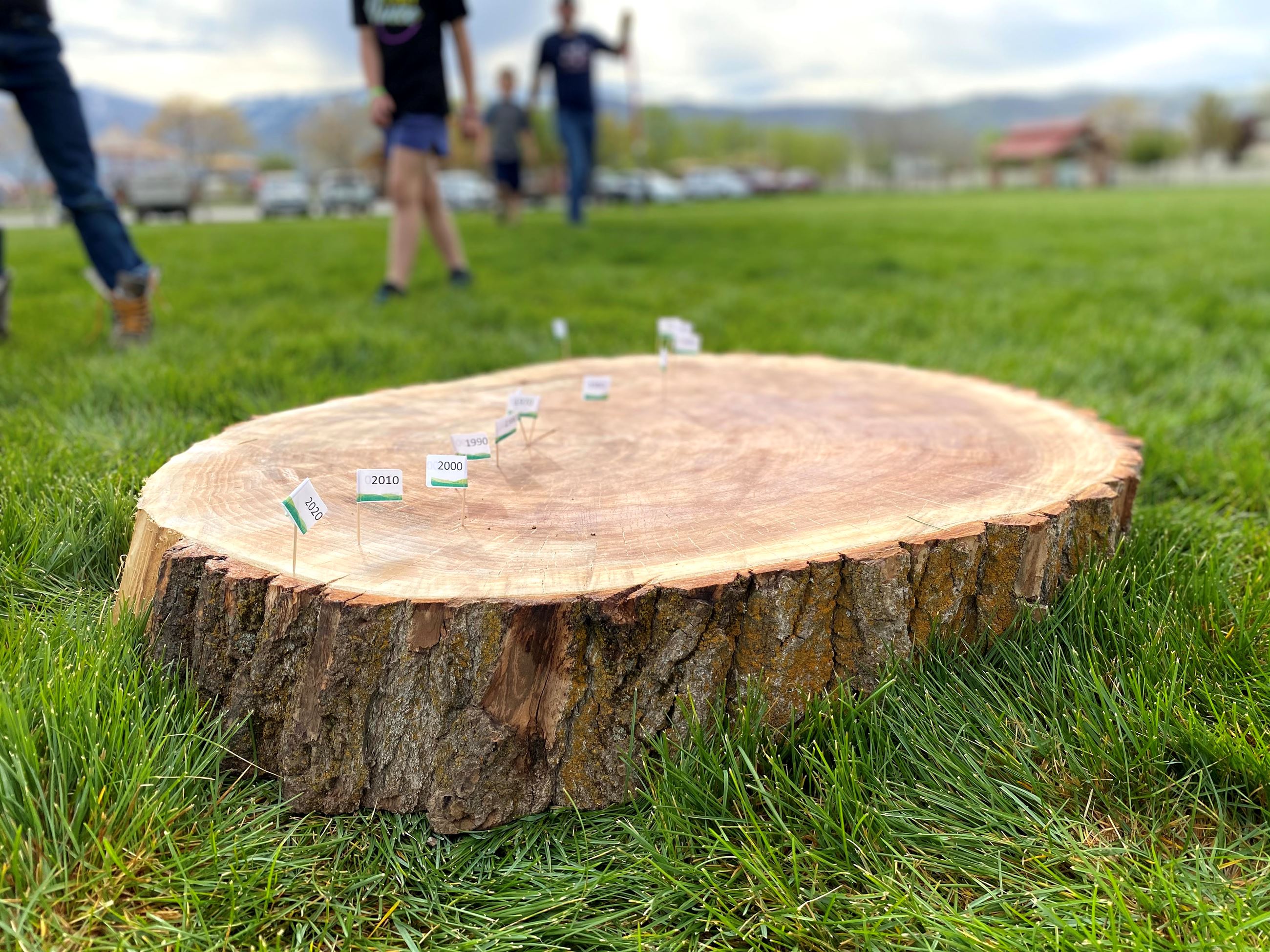 IMG_6936 Tree slice portrait mode - peole in distance