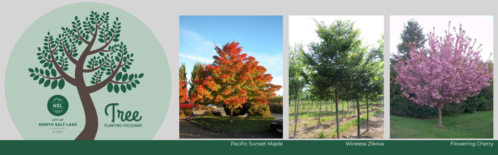 Tree Planting Program 2025 Website Graphic (4)